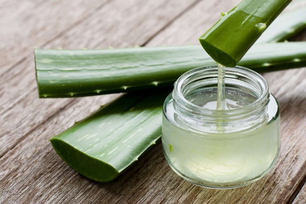 Aloe vera gel being extracted from the plant material.